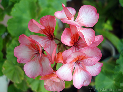 Pink and red color Pelargonia -Geranium- flower. <i>(Family: Geraniaceae, Species: Pelargonium)</i> <br>Photo Date: June 2006, Location: Turkey/Istanbul-Mother`s Flowers, By: Artislamic.com