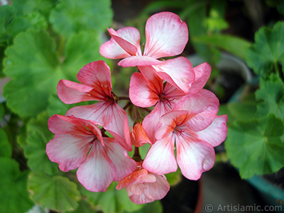 Pink and red color Pelargonia -Geranium- flower. <i>(Family: Geraniaceae, Species: Pelargonium)</i> <br>Photo Date: June 2006, Location: Turkey/Istanbul-Mother`s Flowers, By: Artislamic.com