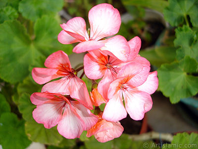 Pink and red color Pelargonia -Geranium- flower. <i>(Family: Geraniaceae, Species: Pelargonium)</i> <br>Photo Date: June 2006, Location: Turkey/Istanbul-Mother`s Flowers, By: Artislamic.com