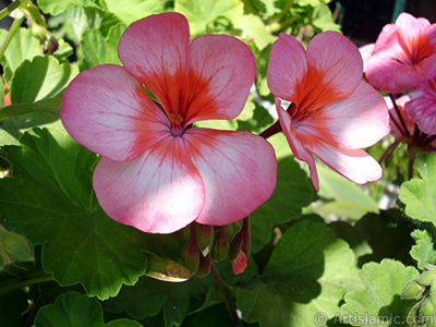 Pink and red color Pelargonia -Geranium- flower. <i>(Family: Geraniaceae, Species: Pelargonium)</i> <br>Photo Date: May 2006, Location: Turkey/Istanbul-Mother`s Flowers, By: Artislamic.com