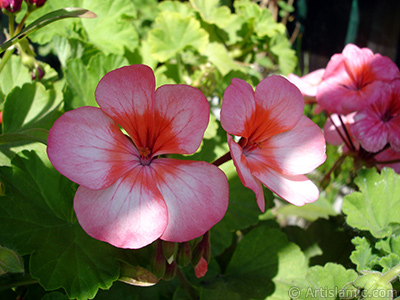 Pink and red color Pelargonia -Geranium- flower. <i>(Family: Geraniaceae, Species: Pelargonium)</i> <br>Photo Date: May 2006, Location: Turkey/Istanbul-Mother`s Flowers, By: Artislamic.com