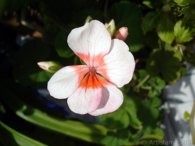 Pink and red color Pelargonia -Geranium- flower. <i>(Family: Geraniaceae, Species: Pelargonium)</i> <br>Photo Date: November 2005, Location: Turkey/Istanbul-Mother`s Flowers, By: Artislamic.com