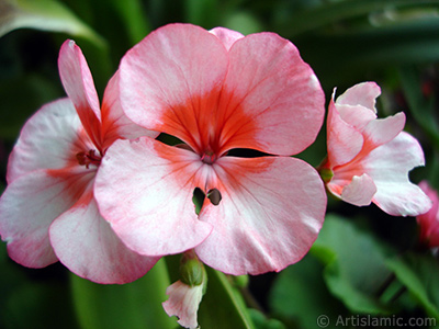 Pink and red color Pelargonia -Geranium- flower. <i>(Family: Geraniaceae, Species: Pelargonium)</i> <br>Photo Date: October 2005, Location: Turkey/Istanbul-Mother`s Flowers, By: Artislamic.com