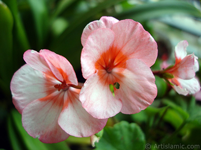 Pink and red color Pelargonia -Geranium- flower. <i>(Family: Geraniaceae, Species: Pelargonium)</i> <br>Photo Date: October 2005, Location: Turkey/Istanbul-Mother`s Flowers, By: Artislamic.com