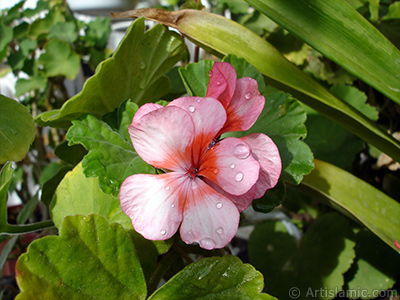 Pink and red color Pelargonia -Geranium- flower. <i>(Family: Geraniaceae, Species: Pelargonium)</i> <br>Photo Date: October 2005, Location: Turkey/Istanbul-Mother`s Flowers, By: Artislamic.com