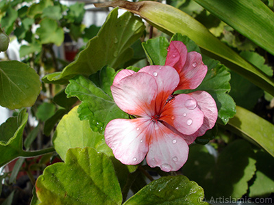 Pink and red color Pelargonia -Geranium- flower. <i>(Family: Geraniaceae, Species: Pelargonium)</i> <br>Photo Date: October 2005, Location: Turkey/Istanbul-Mother`s Flowers, By: Artislamic.com