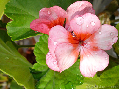 Pink and red color Pelargonia -Geranium- flower. <i>(Family: Geraniaceae, Species: Pelargonium)</i> <br>Photo Date: October 2005, Location: Turkey/Istanbul-Mother`s Flowers, By: Artislamic.com