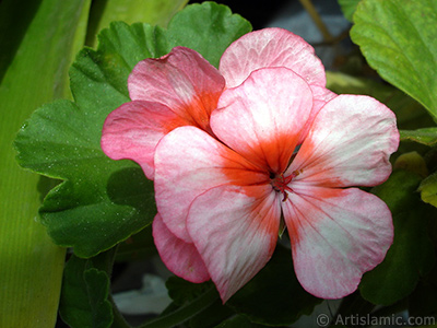 Pink and red color Pelargonia -Geranium- flower. <i>(Family: Geraniaceae, Species: Pelargonium)</i> <br>Photo Date: October 2005, Location: Turkey/Istanbul-Mother`s Flowers, By: Artislamic.com