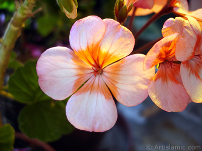 Pink and red color Pelargonia -Geranium- flower. <i>(Family: Geraniaceae, Species: Pelargonium)</i> <br>Photo Date: June 2005, Location: Turkey/Istanbul-Mother`s Flowers, By: Artislamic.com