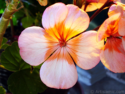 Pink and red color Pelargonia -Geranium- flower. <i>(Family: Geraniaceae, Species: Pelargonium)</i> <br>Photo Date: June 2005, Location: Turkey/Istanbul-Mother`s Flowers, By: Artislamic.com