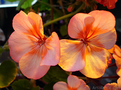 Pink and red color Pelargonia -Geranium- flower. <i>(Family: Geraniaceae, Species: Pelargonium)</i> <br>Photo Date: June 2005, Location: Turkey/Istanbul-Mother`s Flowers, By: Artislamic.com