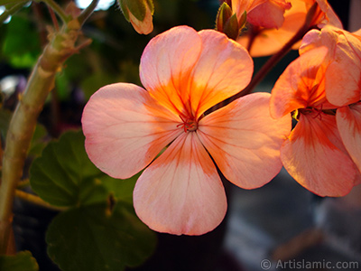 Pink and red color Pelargonia -Geranium- flower. <i>(Family: Geraniaceae, Species: Pelargonium)</i> <br>Photo Date: June 2005, Location: Turkey/Istanbul-Mother`s Flowers, By: Artislamic.com