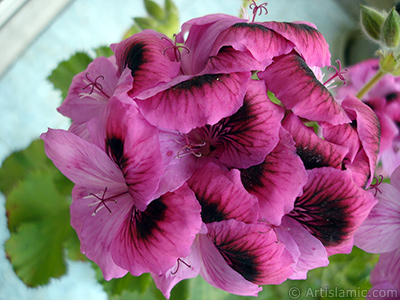 Dark pink mottled Pelargonia -Geranium- flower. <i>(Family: Geraniaceae, Species: Pelargonium)</i> <br>Photo Date: May 2009, Location: Turkey/Istanbul-Mother`s Flowers, By: Artislamic.com