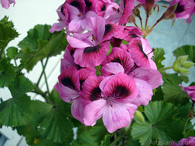 Koyu pembe alacal sardunya iei resmi. <i>(Ailesi: Geraniaceae, Tr: Pelargonium)</i> <br>ekim Tarihi: Mays 2009, Yer: stanbul-Annemin iekleri, Fotoraf: islamiSanat.net