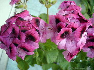 Dark pink mottled Pelargonia -Geranium- flower. <i>(Family: Geraniaceae, Species: Pelargonium)</i> <br>Photo Date: May 2009, Location: Turkey/Istanbul-Mother`s Flowers, By: Artislamic.com