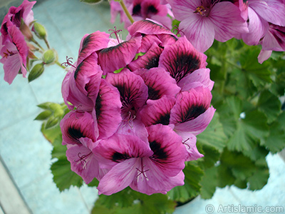 Koyu pembe alacal sardunya iei resmi. <i>(Ailesi: Geraniaceae, Tr: Pelargonium)</i> <br>ekim Tarihi: Mays 2009, Yer: stanbul-Annemin iekleri, Fotoraf: islamiSanat.net