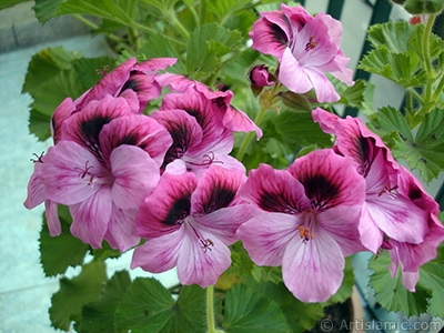 Dark pink mottled Pelargonia -Geranium- flower. <i>(Family: Geraniaceae, Species: Pelargonium)</i> <br>Photo Date: May 2009, Location: Turkey/Istanbul-Mother`s Flowers, By: Artislamic.com