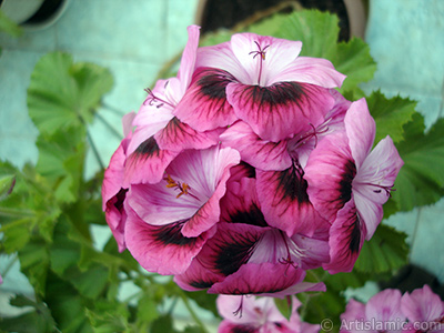 Dark pink mottled Pelargonia -Geranium- flower. <i>(Family: Geraniaceae, Species: Pelargonium)</i> <br>Photo Date: May 2009, Location: Turkey/Istanbul-Mother`s Flowers, By: Artislamic.com