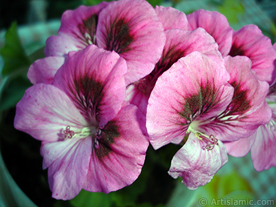 Dark pink mottled Pelargonia -Geranium- flower. <i>(Family: Geraniaceae, Species: Pelargonium)</i> <br>Photo Date: June 2006, Location: Turkey/Istanbul-Mother`s Flowers, By: Artislamic.com