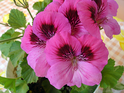 Dark pink mottled Pelargonia -Geranium- flower. <i>(Family: Geraniaceae, Species: Pelargonium)</i> <br>Photo Date: June 2006, Location: Turkey/Istanbul-Mother`s Flowers, By: Artislamic.com