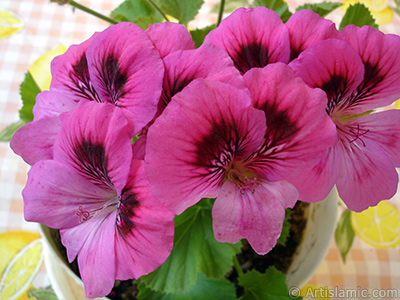 Dark pink mottled Pelargonia -Geranium- flower. <i>(Family: Geraniaceae, Species: Pelargonium)</i> <br>Photo Date: June 2006, Location: Turkey/Istanbul-Mother`s Flowers, By: Artislamic.com