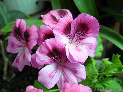 Dark pink mottled Pelargonia -Geranium- flower. <i>(Family: Geraniaceae, Species: Pelargonium)</i> <br>Photo Date: May 2006, Location: Turkey/Istanbul-Mother`s Flowers, By: Artislamic.com