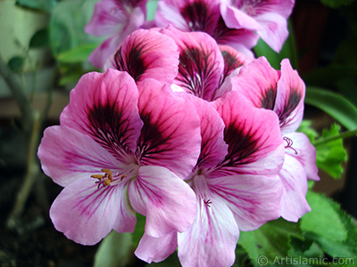 Dark pink mottled Pelargonia -Geranium- flower. <i>(Family: Geraniaceae, Species: Pelargonium)</i> <br>Photo Date: May 2006, Location: Turkey/Istanbul-Mother`s Flowers, By: Artislamic.com