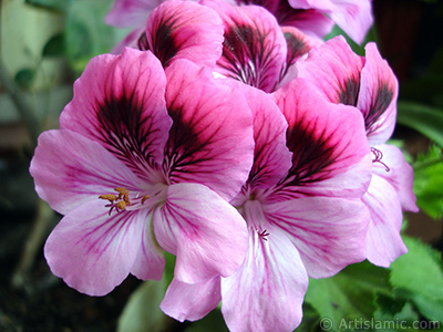 Dark pink mottled Pelargonia -Geranium- flower. <i>(Family: Geraniaceae, Species: Pelargonium)</i> <br>Photo Date: May 2006, Location: Turkey/Istanbul-Mother`s Flowers, By: Artislamic.com