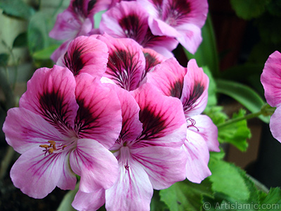 Dark pink mottled Pelargonia -Geranium- flower. <i>(Family: Geraniaceae, Species: Pelargonium)</i> <br>Photo Date: May 2006, Location: Turkey/Istanbul-Mother`s Flowers, By: Artislamic.com