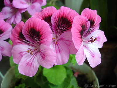 Dark pink mottled Pelargonia -Geranium- flower. <i>(Family: Geraniaceae, Species: Pelargonium)</i> <br>Photo Date: May 2006, Location: Turkey/Istanbul-Mother`s Flowers, By: Artislamic.com