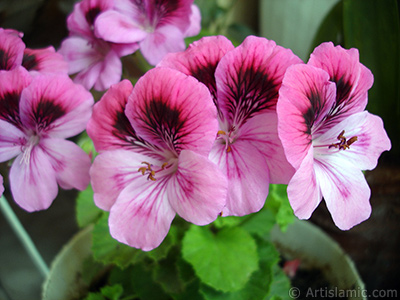 Dark pink mottled Pelargonia -Geranium- flower. <i>(Family: Geraniaceae, Species: Pelargonium)</i> <br>Photo Date: May 2006, Location: Turkey/Istanbul-Mother`s Flowers, By: Artislamic.com