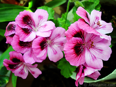 Dark pink mottled Pelargonia -Geranium- flower. <i>(Family: Geraniaceae, Species: Pelargonium)</i> <br>Photo Date: May 2006, Location: Turkey/Istanbul-Mother`s Flowers, By: Artislamic.com