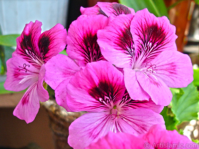 Dark pink mottled Pelargonia -Geranium- flower. <i>(Family: Geraniaceae, Species: Pelargonium)</i> <br>Photo Date: May 2006, Location: Turkey/Istanbul-Mother`s Flowers, By: Artislamic.com