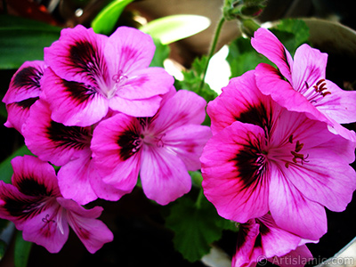 Dark pink mottled Pelargonia -Geranium- flower. <i>(Family: Geraniaceae, Species: Pelargonium)</i> <br>Photo Date: May 2006, Location: Turkey/Istanbul-Mother`s Flowers, By: Artislamic.com