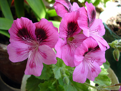 Dark pink mottled Pelargonia -Geranium- flower. <i>(Family: Geraniaceae, Species: Pelargonium)</i> <br>Photo Date: May 2006, Location: Turkey/Istanbul-Mother`s Flowers, By: Artislamic.com