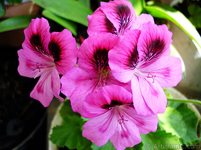 Dark pink mottled Pelargonia -Geranium- flower. <i>(Family: Geraniaceae, Species: Pelargonium)</i> <br>Photo Date: May 2006, Location: Turkey/Istanbul-Mother`s Flowers, By: Artislamic.com