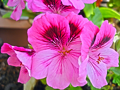 Koyu pembe alacal sardunya iei resmi. <i>(Ailesi: Geraniaceae, Tr: Pelargonium)</i> <br>ekim Tarihi: Mays 2006, Yer: stanbul-Annemin iekleri, Fotoraf: islamiSanat.net