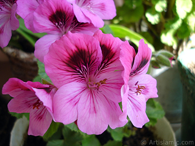 Dark pink mottled Pelargonia -Geranium- flower. <i>(Family: Geraniaceae, Species: Pelargonium)</i> <br>Photo Date: May 2006, Location: Turkey/Istanbul-Mother`s Flowers, By: Artislamic.com