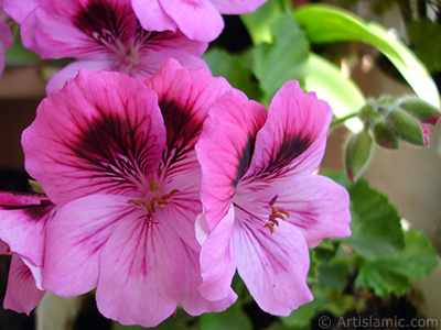 Dark pink mottled Pelargonia -Geranium- flower. <i>(Family: Geraniaceae, Species: Pelargonium)</i> <br>Photo Date: May 2006, Location: Turkey/Istanbul-Mother`s Flowers, By: Artislamic.com