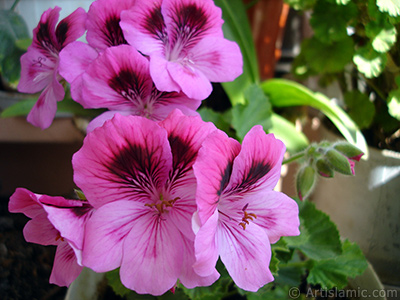 Dark pink mottled Pelargonia -Geranium- flower. <i>(Family: Geraniaceae, Species: Pelargonium)</i> <br>Photo Date: May 2006, Location: Turkey/Istanbul-Mother`s Flowers, By: Artislamic.com