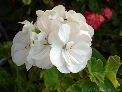 Beyaz sardunya iei resmi. <i>(Ailesi: Geraniaceae, Tr: Pelargonium)</i> <br>ekim Tarihi: Eyll 2006, Yer: stanbul-Annemin iekleri, Fotoraf: islamiSanat.net