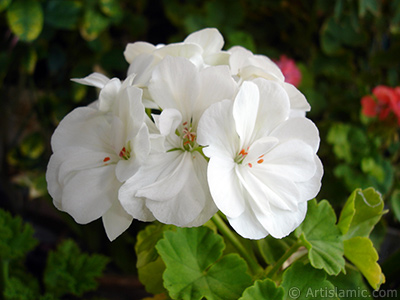 Beyaz sardunya iei resmi. <i>(Ailesi: Geraniaceae, Tr: Pelargonium)</i> <br>ekim Tarihi: Eyll 2006, Yer: stanbul-Annemin iekleri, Fotoraf: islamiSanat.net