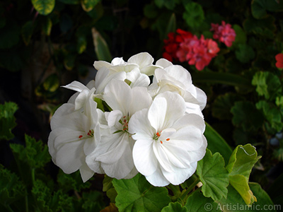 Beyaz sardunya iei resmi. <i>(Ailesi: Geraniaceae, Tr: Pelargonium)</i> <br>ekim Tarihi: Eyll 2006, Yer: stanbul-Annemin iekleri, Fotoraf: islamiSanat.net