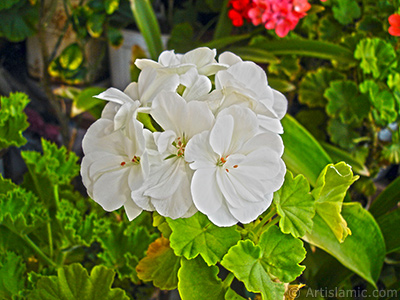 Beyaz sardunya iei resmi. <i>(Ailesi: Geraniaceae, Tr: Pelargonium)</i> <br>ekim Tarihi: Eyll 2006, Yer: stanbul-Annemin iekleri, Fotoraf: islamiSanat.net