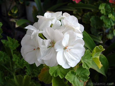 White color Pelargonia -Geranium- flower. <i>(Family: Geraniaceae, Species: Pelargonium)</i> <br>Photo Date: September 2006, Location: Turkey/Istanbul-Mother`s Flowers, By: Artislamic.com