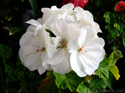 Beyaz sardunya iei resmi. <i>(Ailesi: Geraniaceae, Tr: Pelargonium)</i> <br>ekim Tarihi: Eyll 2006, Yer: stanbul-Annemin iekleri, Fotoraf: islamiSanat.net