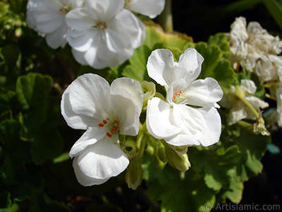 Beyaz sardunya iei resmi. <i>(Ailesi: Geraniaceae, Tr: Pelargonium)</i> <br>ekim Tarihi: Austos 2006, Yer: stanbul-Annemin iekleri, Fotoraf: islamiSanat.net