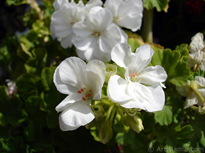 Beyaz sardunya iei resmi. <i>(Ailesi: Geraniaceae, Tr: Pelargonium)</i> <br>ekim Tarihi: Austos 2006, Yer: stanbul-Annemin iekleri, Fotoraf: islamiSanat.net