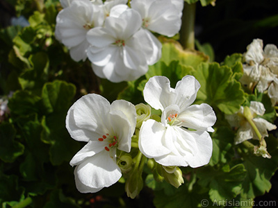 Beyaz sardunya iei resmi. <i>(Ailesi: Geraniaceae, Tr: Pelargonium)</i> <br>ekim Tarihi: Austos 2006, Yer: stanbul-Annemin iekleri, Fotoraf: islamiSanat.net