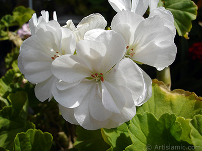 Beyaz sardunya iei resmi. <i>(Ailesi: Geraniaceae, Tr: Pelargonium)</i> <br>ekim Tarihi: Austos 2006, Yer: stanbul-Annemin iekleri, Fotoraf: islamiSanat.net